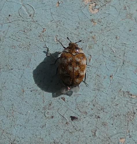 Anthrenus sp.